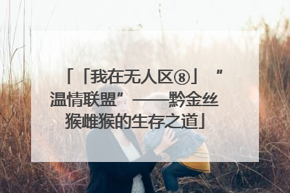 「我在无人区⑧」“温情联盟”——黔金丝猴雌猴的生存之道