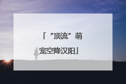 “顶流”萌宠空降汉阳