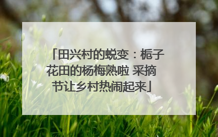 田兴村的蜕变：栀子花田的杨梅熟啦 采摘节让乡村热闹起来