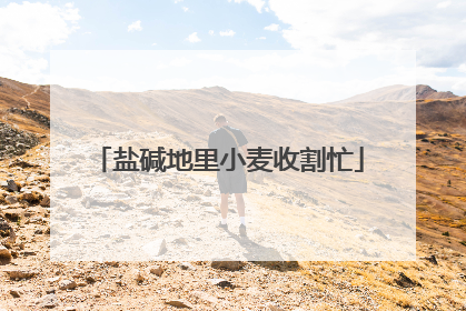 盐碱地里小麦收割忙