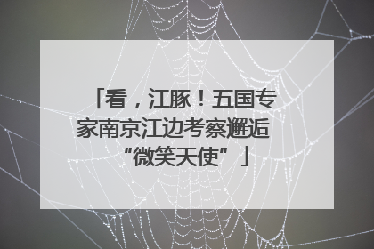 看，江豚！五国专家南京江边考察邂逅“微笑天使”