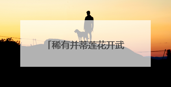 稀有并蒂莲花开武汉，今夏全城28处公园点位可赏荷