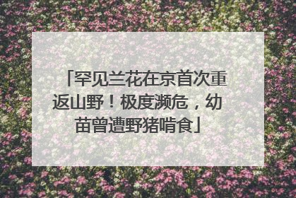 罕见兰花在京首次重返山野！极度濒危，幼苗曾遭野猪啃食