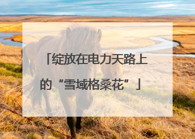 绽放在电力天路上的“雪域格桑花”
