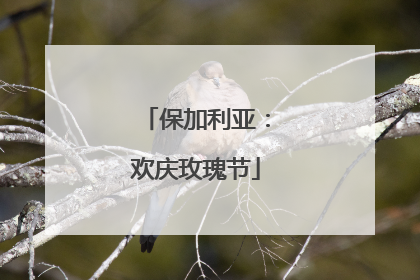 保加利亚：欢庆玫瑰节