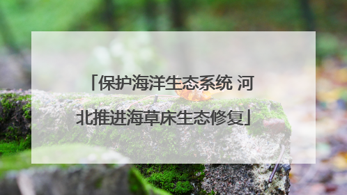 保护海洋生态系统 河北推进海草床生态修复