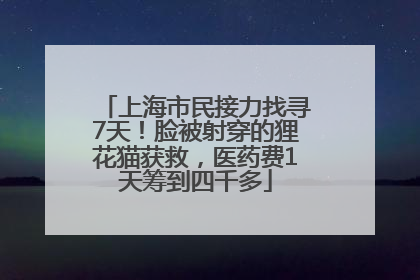 上海市民接力找寻7天！脸被射穿的狸花猫获救，医药费1天筹到四千多