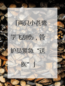 两只小苍鹭学飞刮伤，管护员紧急“送医”