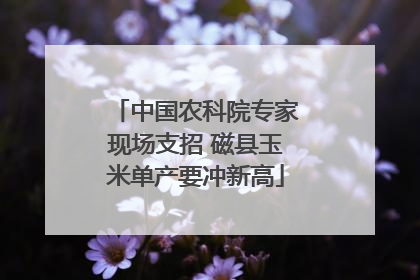 中国农科院专家现场支招 磁县玉米单产要冲新高
