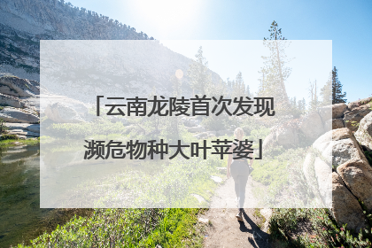 云南龙陵首次发现濒危物种大叶苹婆