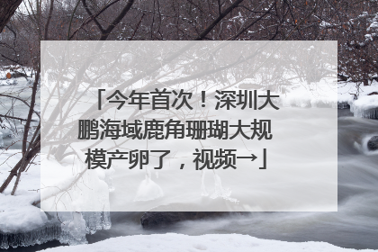 今年首次！深圳大鹏海域鹿角珊瑚大规模产卵了，视频→