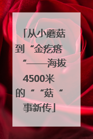 从小蘑菇到“金疙瘩“——海拔4500米的““菇“事新传