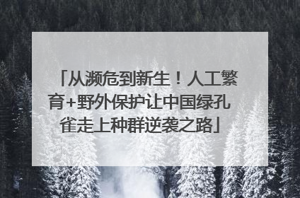 从濒危到新生！人工繁育+野外保护让中国绿孔雀走上种群逆袭之路