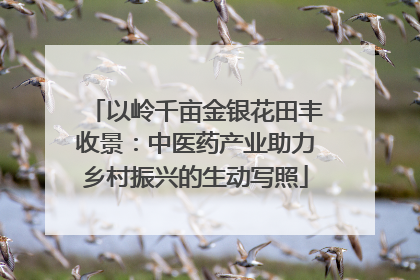 以岭千亩金银花田丰收景：中医药产业助力乡村振兴的生动写照