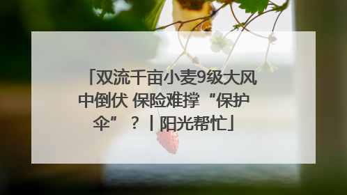 双流千亩小麦9级大风中倒伏 保险难撑“保护伞”？丨阳光帮忙