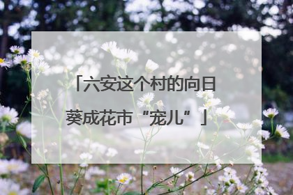 六安这个村的向日葵成花市“宠儿”