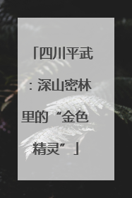四川平武：深山密林里的“金色精灵”