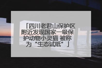 四川老君山保护区附近发现国家一级保护动物小灵猫 被称为“生态试纸”