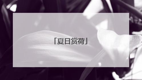 夏日赏荷