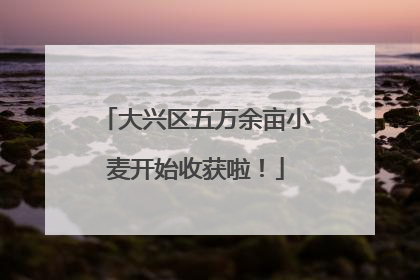 大兴区五万余亩小麦开始收获啦！