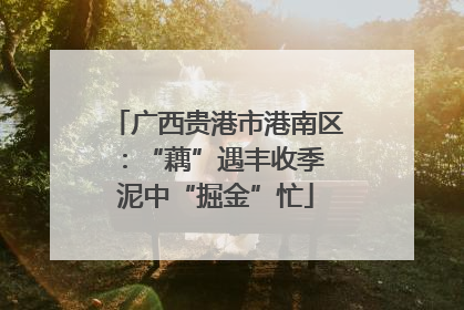 广西贵港市港南区：“藕”遇丰收季 泥中“掘金”忙