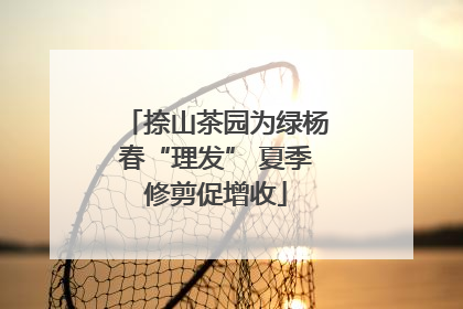 捺山茶园为绿杨春“理发” 夏季修剪促增收
