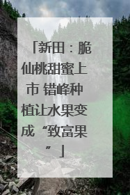 新田：脆仙桃甜蜜上市 错峰种植让水果变成“致富果”