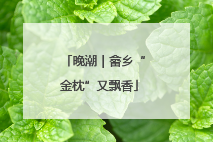 晚潮｜畲乡“金枕”又飘香