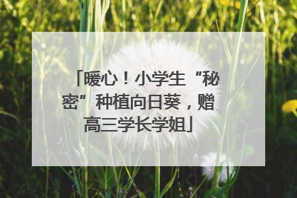 暖心！小学生“秘密”种植向日葵，赠高三学长学姐