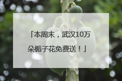 本周末，武汉10万朵栀子花免费送！