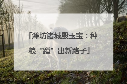 潍坊诸城殷玉宝：种粮“蹚”出新路子
