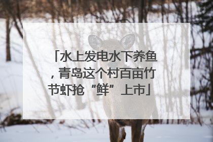 水上发电水下养鱼，青岛这个村百亩竹节虾抢“鲜”上市