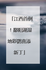江西首例！鄱阳湖湿地彩鹮喜添新丁