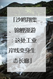 沙鸥翔集、锦鲤漫游：这处工业岸线变身生态长廊