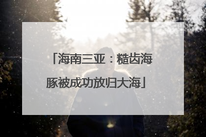 海南三亚：糙齿海豚被成功放归大海