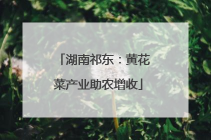 湖南祁东：黄花菜产业助农增收
