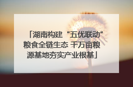 湖南构建“五优联动”粮食全链生态 千万亩粮源基地夯实产业根基