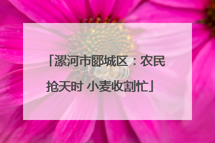 漯河市郾城区：农民抢天时 小麦收割忙