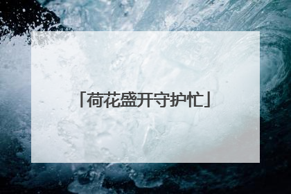 荷花盛开守护忙