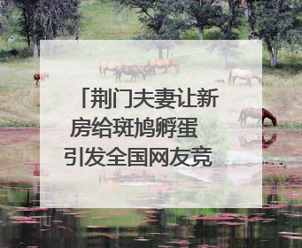 荆门夫妻让新房给斑鸠孵蛋 引发全国网友竞相晒“人鸟共处”图