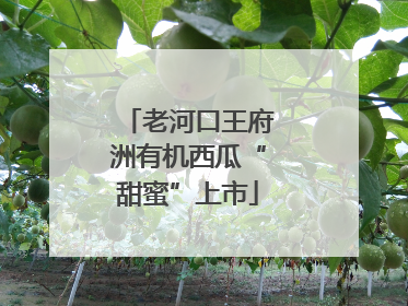 老河口王府洲有机西瓜“甜蜜”上市