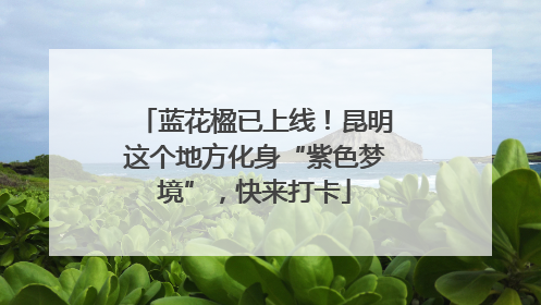 蓝花楹已上线！昆明这个地方化身“紫色梦境”，快来打卡