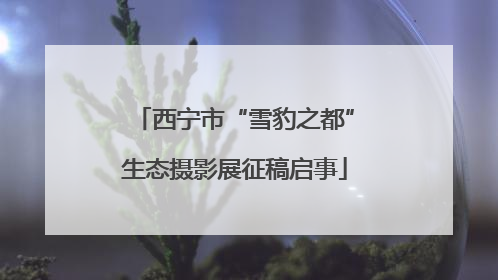 西宁市“雪豹之都”生态摄影展征稿启事