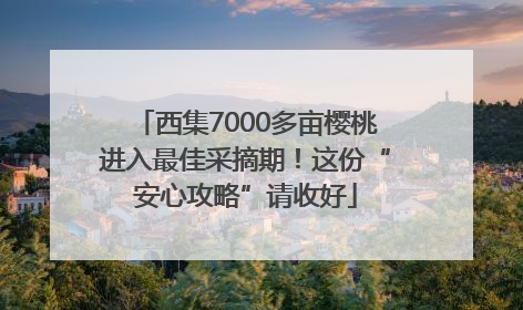 西集7000多亩樱桃进入最佳采摘期！这份“安心攻略”请收好