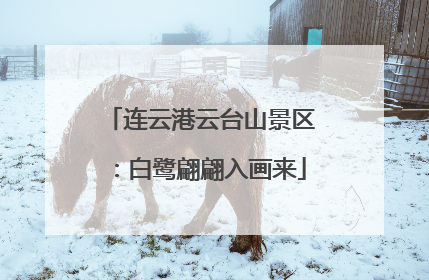 连云港云台山景区：白鹭翩翩入画来