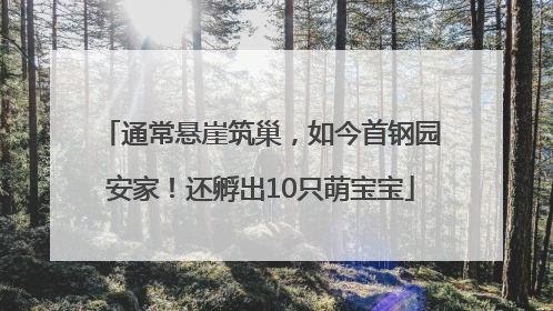 通常悬崖筑巢，如今首钢园安家！还孵出10只萌宝宝