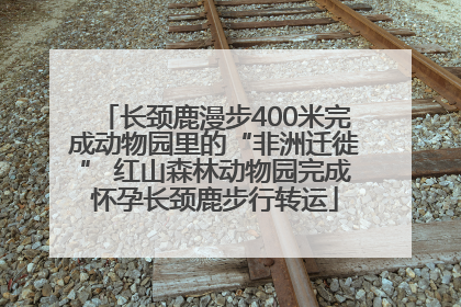 长颈鹿漫步400米完成动物园里的“非洲迁徙” 红山森林动物园完成怀孕长颈鹿步行转运