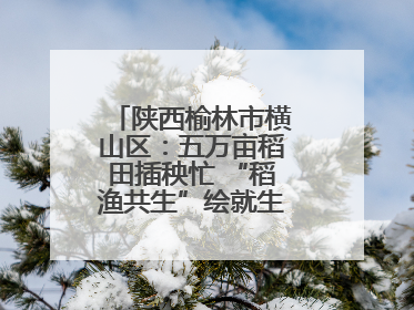 陕西榆林市横山区：五万亩稻田插秧忙 “稻渔共生”绘就生态富民新画卷
