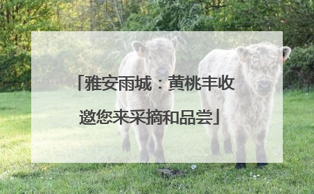 雅安雨城：黄桃丰收 邀您来采摘和品尝