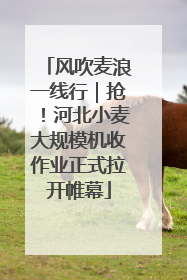 风吹麦浪一线行｜抢！河北小麦大规模机收作业正式拉开帷幕